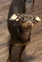 Remi, a female Miniature Pinscher for sale in Lincoln, NE – Photo 2 of 10