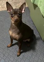 Remi, a female Miniature Pinscher for sale in Lincoln, NE – Photo 9 of 10