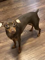 Remi, a female Miniature Pinscher for sale in Lincoln, NE – Photo 4 of 10