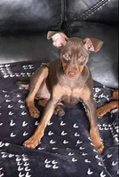 Riley, a female Miniature Pinscher for sale in Lincoln, NE – Photo 8 of 10