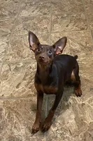 Riley, a female Miniature Pinscher for sale in Lincoln, NE – Photo 1 of 10