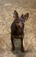 Riley, a female Miniature Pinscher for sale in Lincoln, NE – Photo 2 of 10
