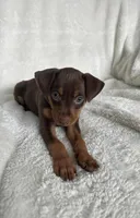 Riley, a female Miniature Pinscher for sale in Lincoln, NE – Photo 4 of 10