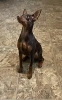 Riley, a female Miniature Pinscher for sale in Lincoln, NE – Photo 3 of 10