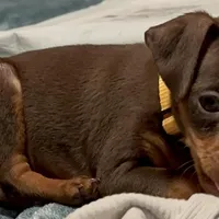 ALVIN   (Yellow Collar), a male Miniature Pinscher for sale in Lincoln, NE – Photo 5 of 9