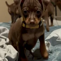 ALVIN   (Yellow Collar), a male Miniature Pinscher for sale in Lincoln, NE – Photo 3 of 9