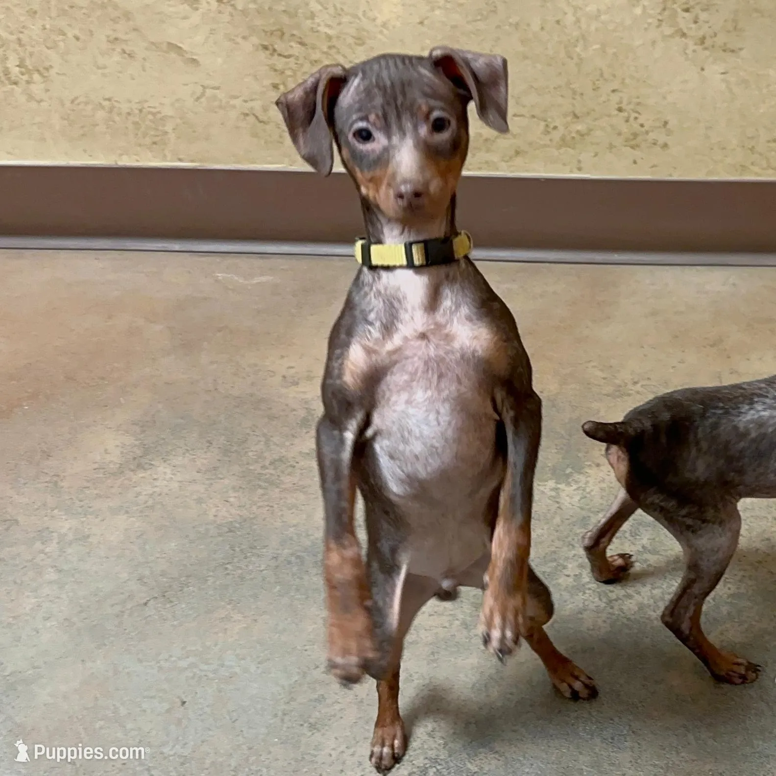 ALVIN   (Yellow Collar), a male Miniature Pinscher for sale in Lincoln, NE – Photo 6 of 9
