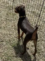 ALVIN   (Yellow Collar), a male Miniature Pinscher for sale in Lincoln, NE – 3 of 10
