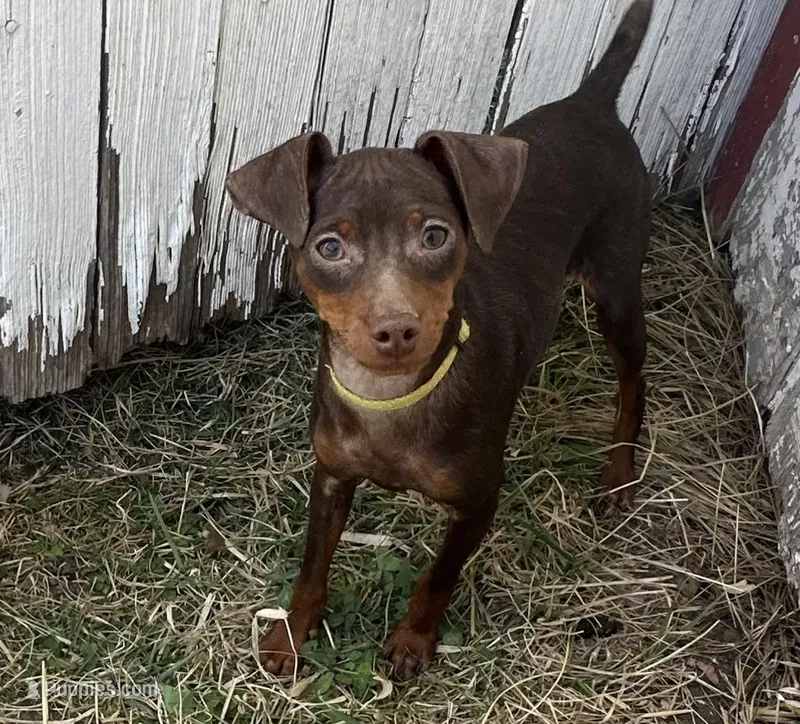 ALVIN   (Yellow Collar) – Miniature Pinscher puppy for sale in Lincoln, NE