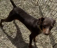 ALVIN   (Yellow Collar), a male Miniature Pinscher for sale in Lincoln, NE – 6 of 10