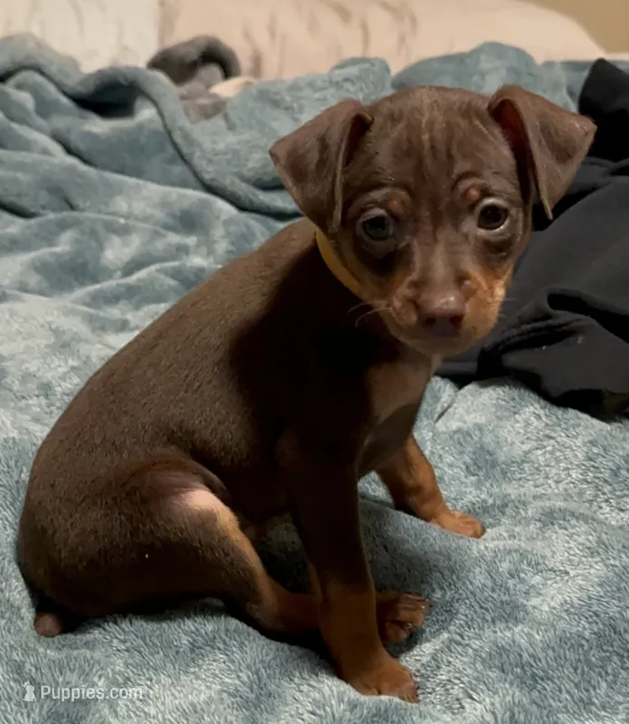 ALVIN   (Yellow Collar)