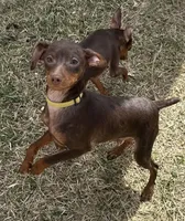 ALVIN   (Yellow Collar), a male Miniature Pinscher for sale in Lincoln, NE – 5 of 10
