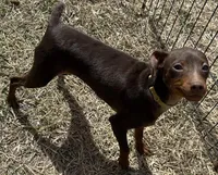 ALVIN   (Yellow Collar), a male Miniature Pinscher for sale in Lincoln, NE – 8 of 10