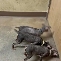 ALVIN   (Yellow Collar), a male Miniature Pinscher for sale in Lincoln, NE – Photo 7 of 9