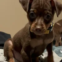 ALVIN   (Yellow Collar), a male Miniature Pinscher for sale in Lincoln, NE – Photo 4 of 9