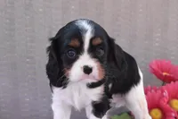 Beverly, a female Cavalier King Charles Spaniel for sale in Winfield Township, PA – Photo 4 of 6