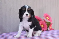Beverly, a female Cavalier King Charles Spaniel for sale in Winfield Township, PA – Photo 2 of 6