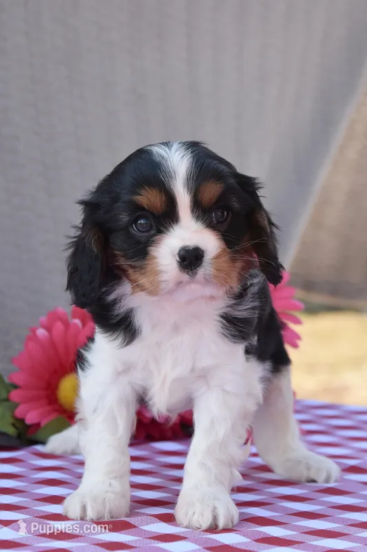 Batman – Cavalier King Charles Spaniel puppy for sale in Winfield Township, PA