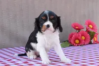 Bella, a female Cavalier King Charles Spaniel for sale in Winfield Township, PA – Photo 4 of 7