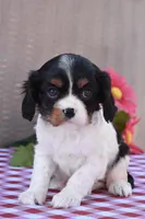 Bella, a female Cavalier King Charles Spaniel for sale in Winfield Township, PA – Photo 1 of 7