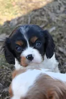 Bella, a female Cavalier King Charles Spaniel for sale in Winfield Township, PA – Photo 5 of 7