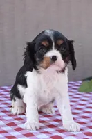 Bella, a female Cavalier King Charles Spaniel for sale in Winfield Township, PA – Photo 2 of 7