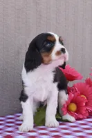 Buddy, a male Cavalier King Charles Spaniel for sale in Winfield Township, PA – Photo 2 of 5