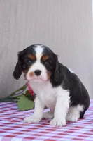 Buddy, a male Cavalier King Charles Spaniel for sale in Winfield Township, PA – Photo 3 of 5