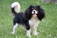 Buddy, a male Cavalier King Charles Spaniel for sale in Winfield Township, PA – Photo 5 of 5