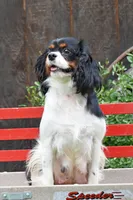 Buddy, a male Cavalier King Charles Spaniel for sale in Winfield Township, PA – Photo 4 of 5