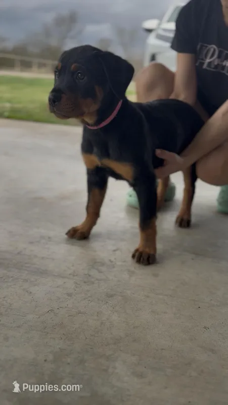 Pink – Rottweiler puppy for sale in Greenville, TX