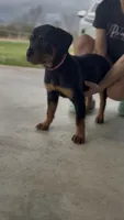 Pink, a female Rottweiler for sale in Greenville, TX – Photo 1 of 3