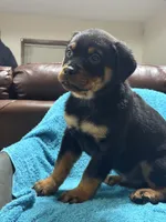 processed/374464f2-2731-44d3-bf13-9f4bd9d69bed/listing/3854ab86-c065-4da1-b745-ff7723210024/72b87767-2df0-4edd-a243-649bbdb4a30a