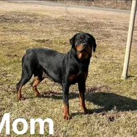 Red, a female Rottweiler for sale in Greenville, TX – Photo 4 of 4
