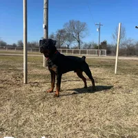 Red, a female Rottweiler for sale in Greenville, TX – Photo 3 of 4