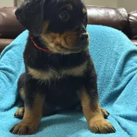 Red, a female Rottweiler for sale in Greenville, TX – Photo 2 of 4