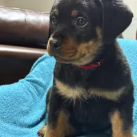 Red, a female Rottweiler for sale in Greenville, TX – Photo 1 of 4