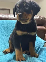 processed/374464f2-2731-44d3-bf13-9f4bd9d69bed/listing/9981ca80-9e9a-4098-a4e6-53a559cd3dd1/67d44bfb-5b8f-41a3-9b4a-c88e923e303b