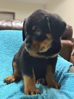 processed/374464f2-2731-44d3-bf13-9f4bd9d69bed/listing/9981ca80-9e9a-4098-a4e6-53a559cd3dd1/b387d209-7f36-47c8-a324-014e1f595ff4