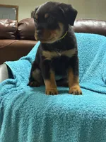 processed/374464f2-2731-44d3-bf13-9f4bd9d69bed/listing/b5ccda83-8cdd-4d80-ba6c-4acb744c76c7/ff407609-8b78-49a5-8997-955c0cceb99c