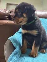 processed/374464f2-2731-44d3-bf13-9f4bd9d69bed/listing/eab66edf-429b-4de9-9486-11501270d91a/3ac01bbb-941b-4bc7-956c-d0149b07d602