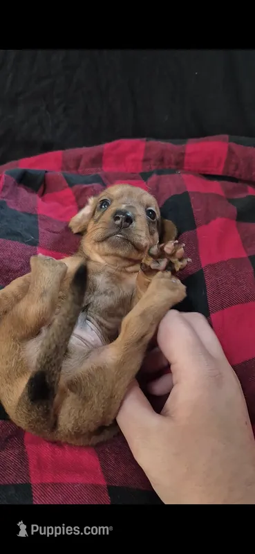 Ares – Dachshund puppy for sale in Warsaw, MO