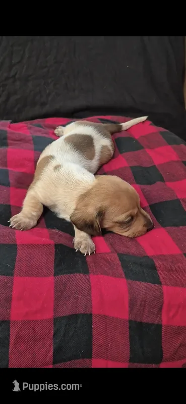 Zeus  – Dachshund puppy for sale in Warsaw, MO