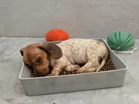 Calypso, a female Dachshund for sale in Warsaw, MO – 1 of 1