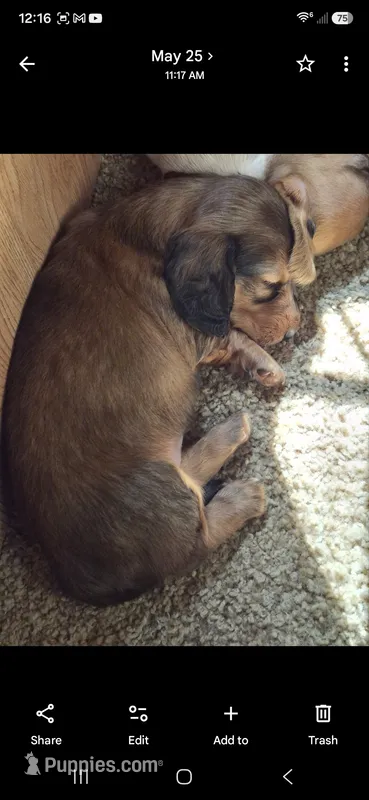 Apollo – Dachshund puppy for sale in Warsaw, MO