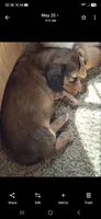 Apollo, a male Dachshund for sale in Warsaw, MO – 1 of 1