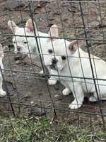 John Wayne, a male French Bulldog for sale in Priest River, ID – Photo 5 of 5