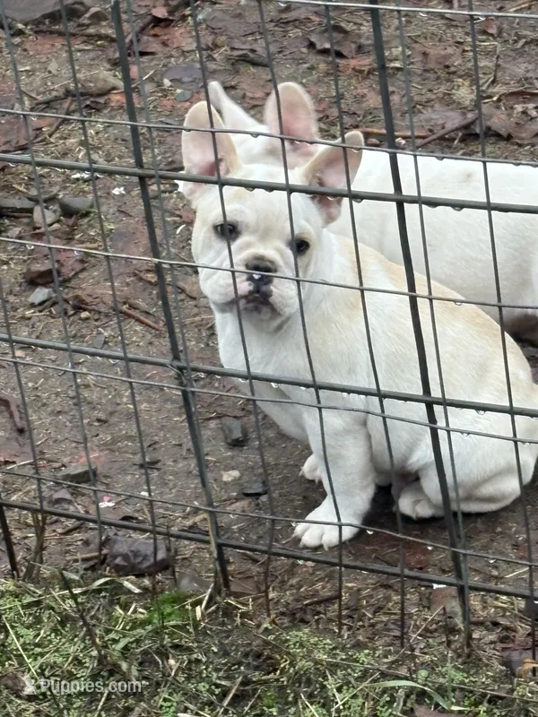 John Wayne, a male French Bulldog for sale in Priest River, ID – Photo 1 of 5