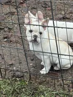John Wayne, a male French Bulldog for sale in Priest River, ID – Photo 1 of 5