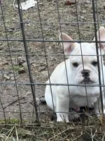 John Wayne, a male French Bulldog for sale in Priest River, ID – Photo 4 of 5